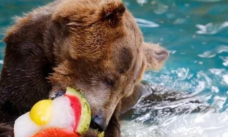 Ice cubes and frozen fruits for bears