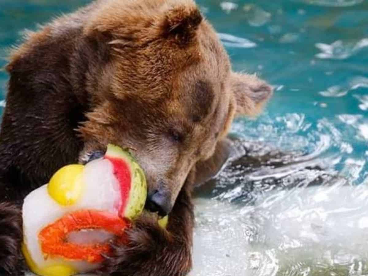 Ice cubes and frozen fruits for bears