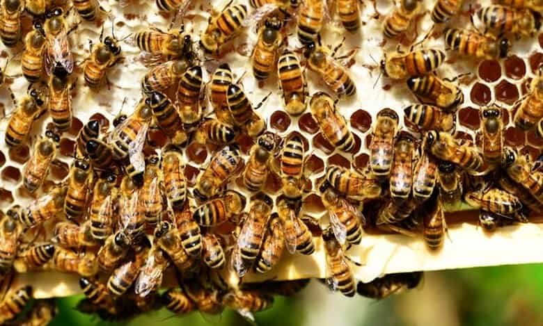 Nearly 15 voters injured in bee attack during balloting in Tripura