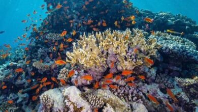 World's largest coral restoration project unveiled in Saudi