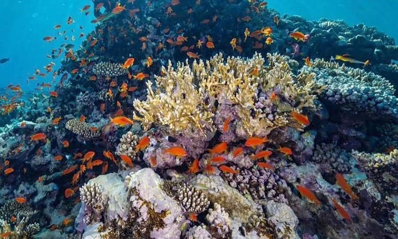 World's largest coral restoration project unveiled in Saudi