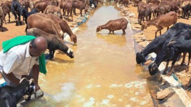 Stretching 30 feet in length and 5 feet in width, this canal, nestled within his farmland, serves as a lifeline for the thirsty souls traversing the arid terrain.