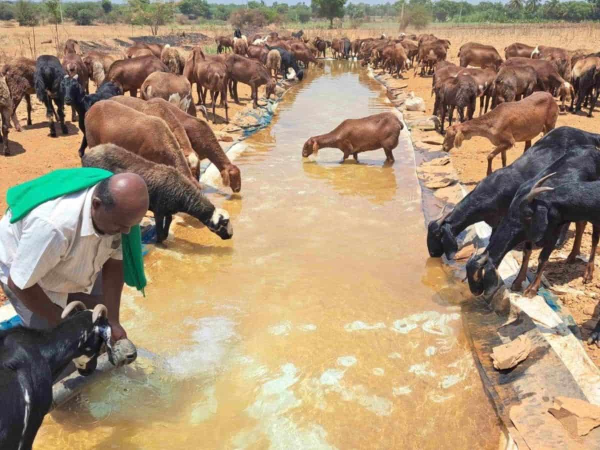 Stretching 30 feet in length and 5 feet in width, this canal, nestled within his farmland, serves as a lifeline for the thirsty souls traversing the arid terrain.