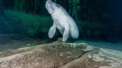 Two African manatees finds new home at Abu Dhabi's National Aquarium
