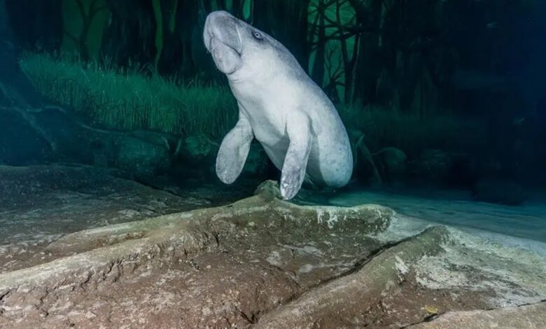 Two African manatees finds new home at Abu Dhabi's National Aquarium
