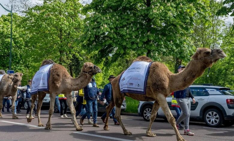 Saudi Arabia takes part in camel parade in Paris