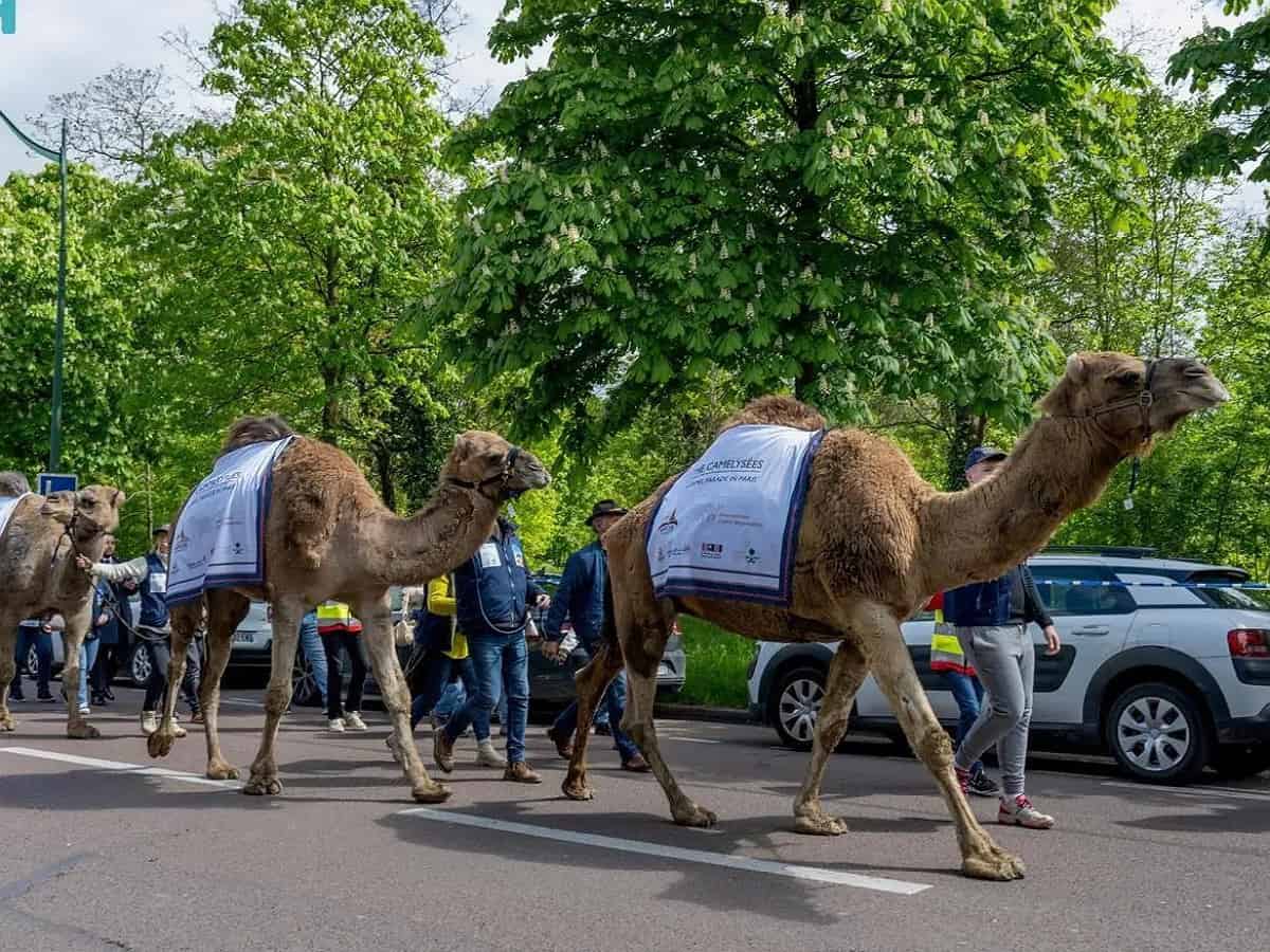 Saudi Arabia takes part in camel parade in Paris