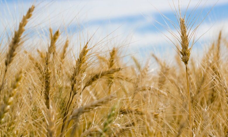 Telangana govt begins procuring rabi crop
