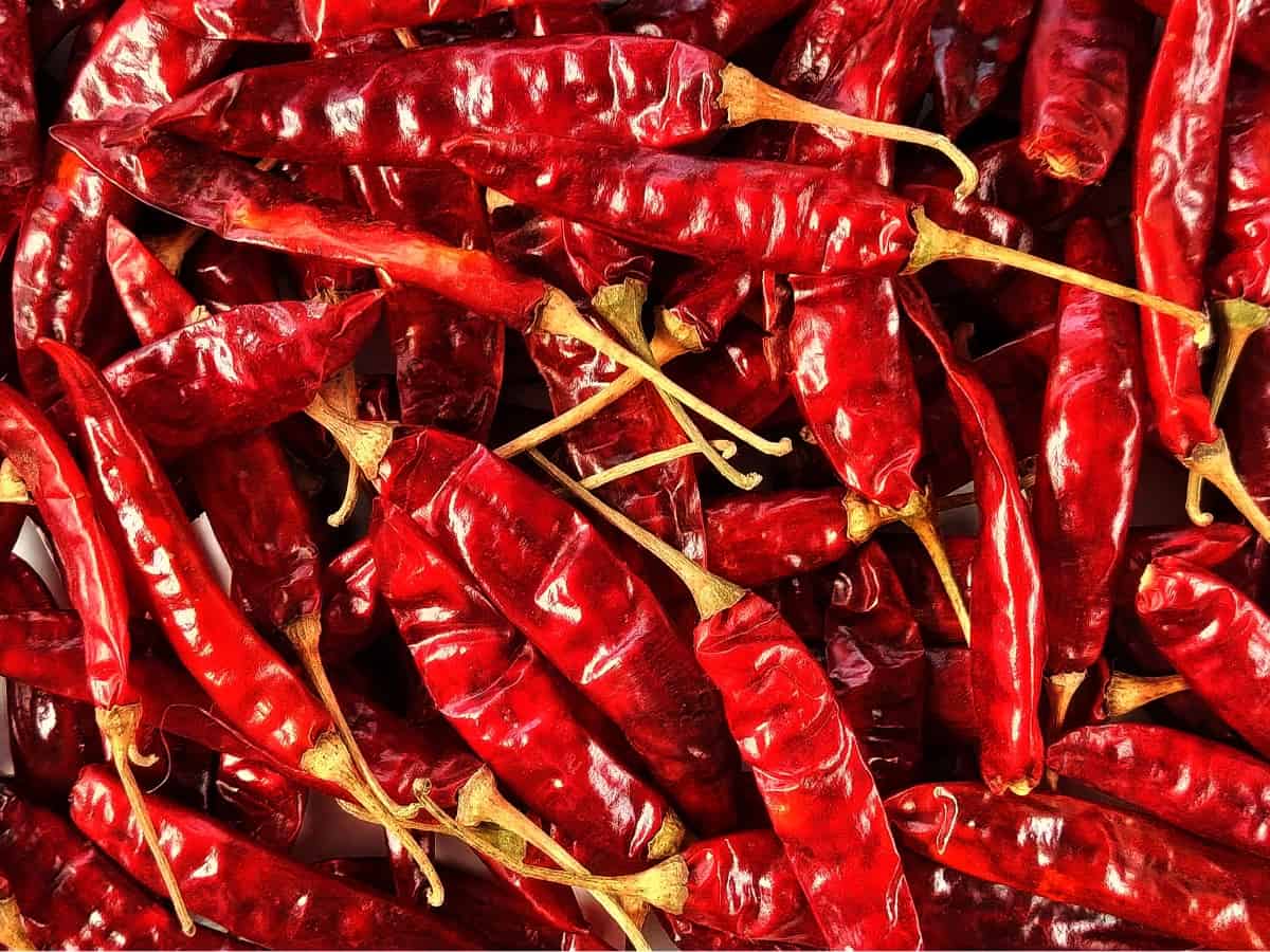 Farmers of Karnataka moving to Andhra for storing chillies