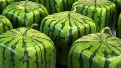 Square watermelon