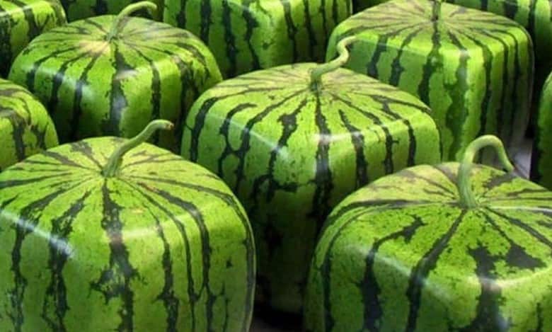 Square watermelon