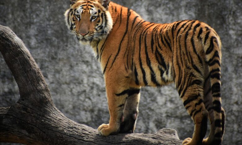 Sharjah denies rumours of tiger roaming the streets