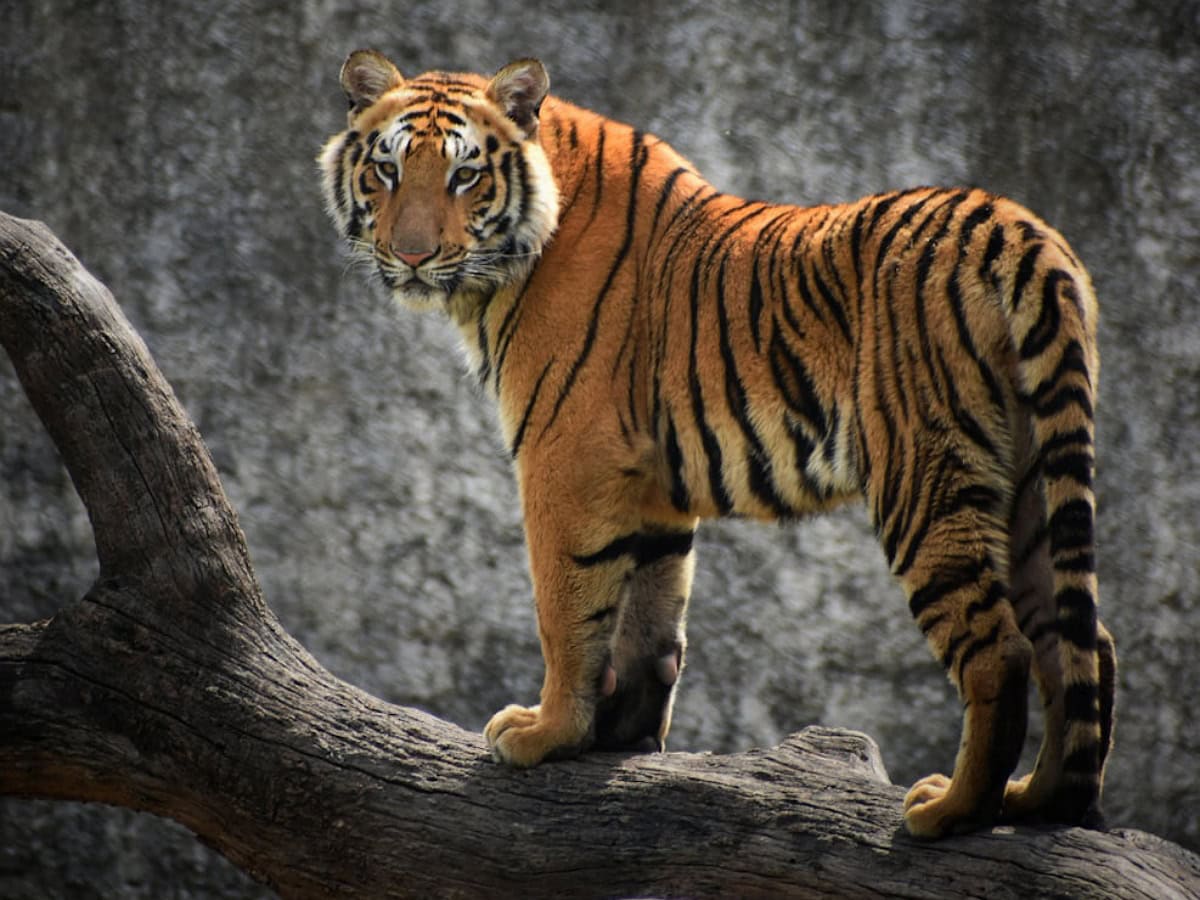 Sharjah denies rumours of tiger roaming the streets