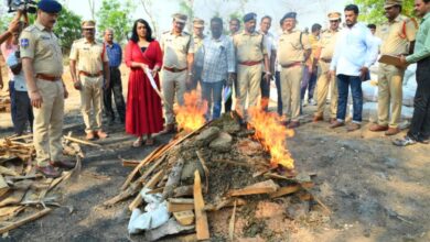 Hyderabad: Police sets 2043 kg ganja worth Rs 5.1 crore on fire