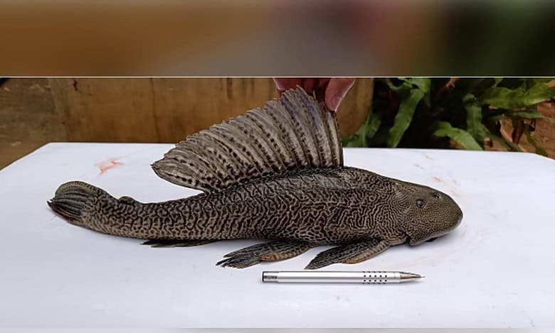 Invasive species in water bodies are a threat in India: CCMB study
