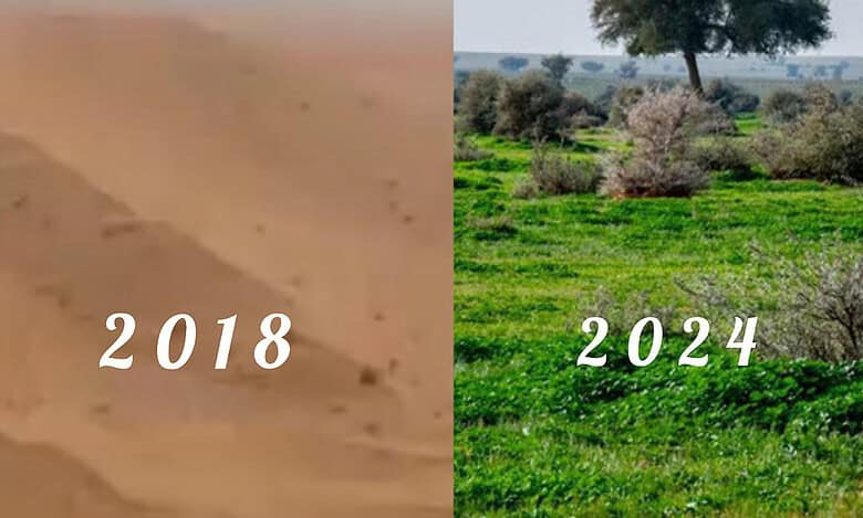 Watch: Greenery in Saudi nature reserve increases to 8.5%