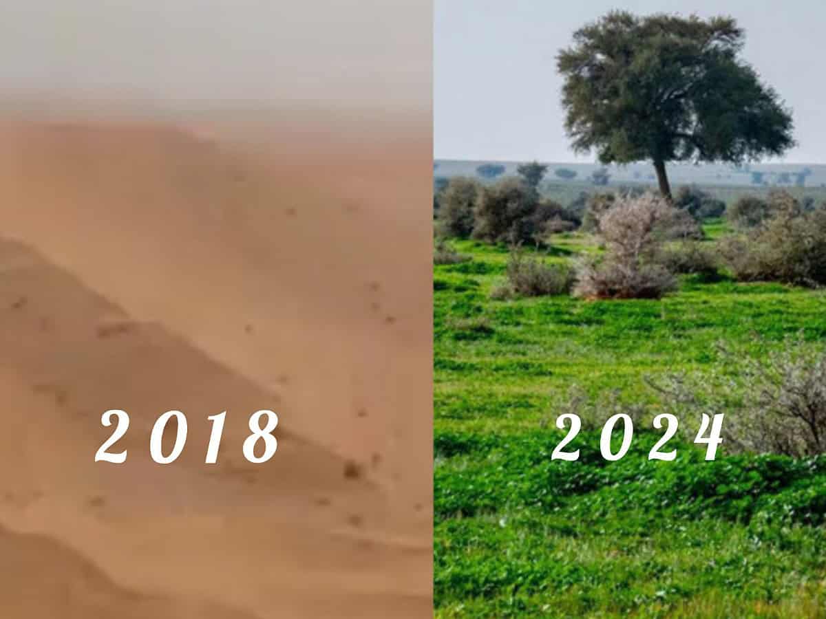 Watch: Greenery in Saudi nature reserve increases to 8.5%