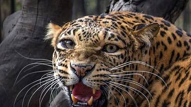Young leopard kills a calf in Rellagadda Thanda of Yalal mandal in Vikarabad district.
