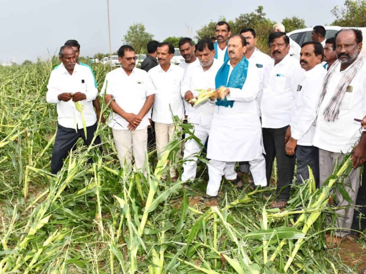 The government is extending an input subsidy of Rs 10,000 per acre, to cover a total of 15,814.03 acres in which crops were damaged, from its state disaster response fund (SDRF).