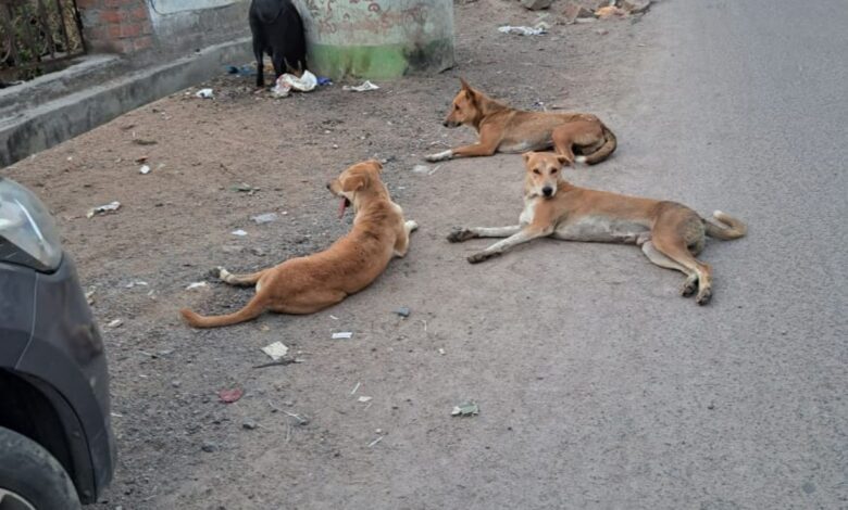 Stray dog attack in Telangana's Warangal leaves 10 injured