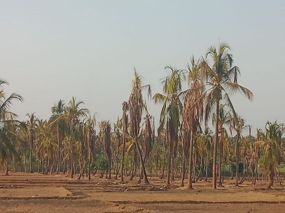 More than half of Karnataka state suffering from drought