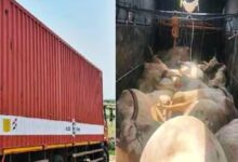 Four persons from Tamil Nadu were arrested for the death of 16 bulls while they were transporting them from Suryapet towards AP.