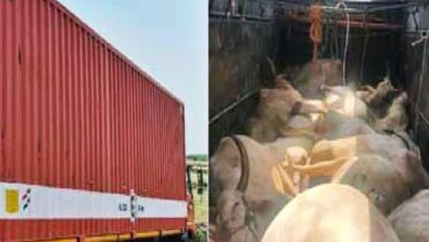 Four persons from Tamil Nadu were arrested for the death of 16 bulls while they were transporting them from Suryapet towards AP.