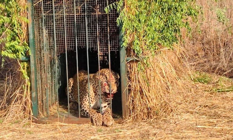 Leopard moving around Hyderabad airport finally caught by traps