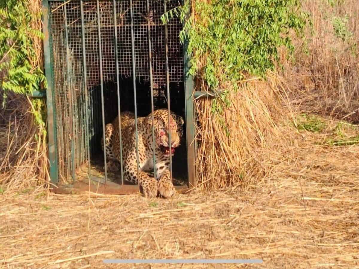 Leopard moving around Hyderabad airport finally caught by traps
