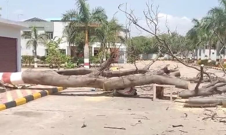 Hyderabad: Tree falls on bike-borne couple, husband dies on spot