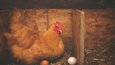 After 1st human death to bird flu, Telangana govt issues advisory