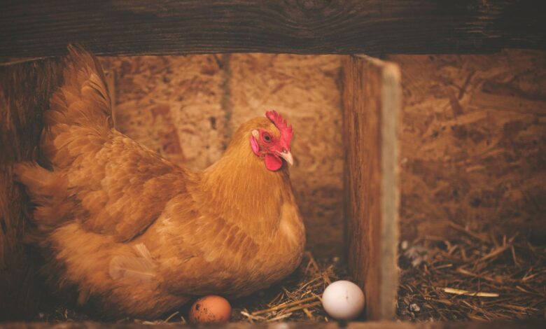 After 1st human death to bird flu, Telangana govt issues advisory