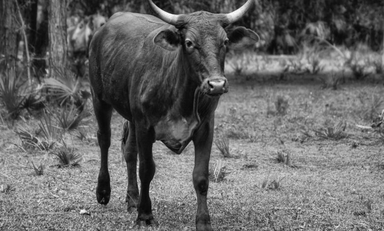 Cattle traders face challenges ahead of Bakrid in Hyderabad