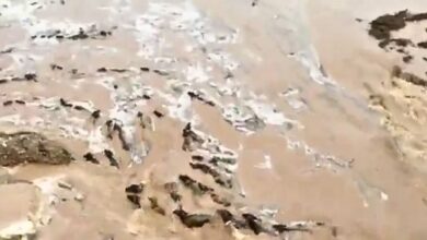 Video: Scores of cattle wash away in Telangana river