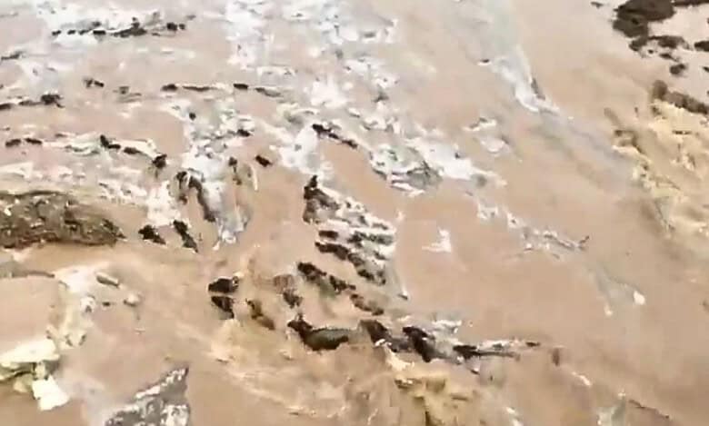 Video: Scores of cattle wash away in Telangana river