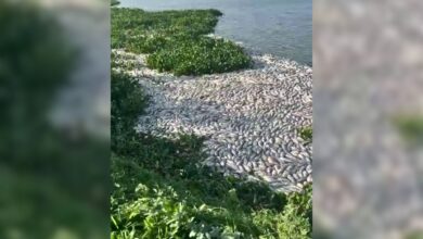 Thousands of dead fish found floating in Hyderabad lake