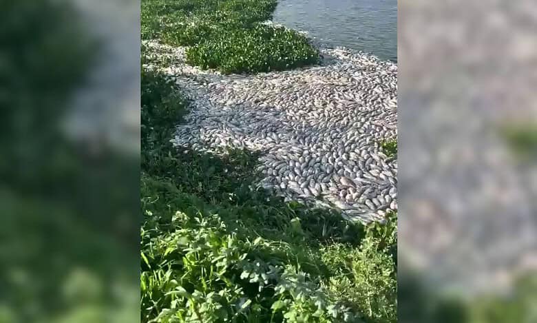 Thousands of dead fish found floating in Hyderabad lake
