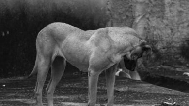 Dogs eat corpse of Telangana man