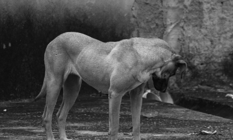 Dogs eat corpse of Telangana man
