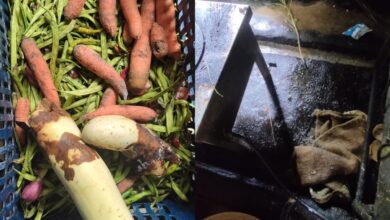 Beetle infested maida, rats: Food safety raids on JNTU Sultanpur held