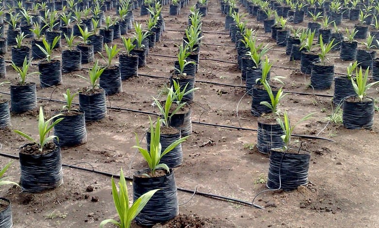 The state government releases Rs 100.76 crore in oil palm and micro-irrigation (drip) subsidies for 2023-34 and Rs 55.36 crore in micro-irrigation subsidies for 2022-23