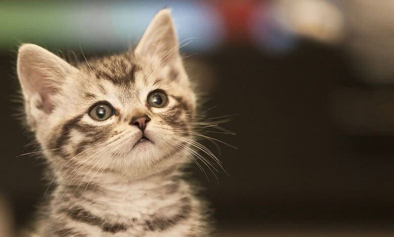 Kolkata Police files case after man throws kitten to death from high-rise