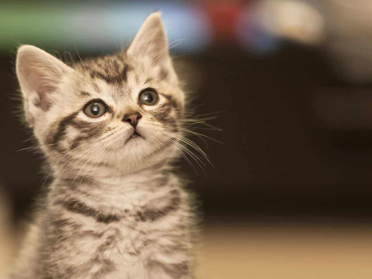 Kolkata Police files case after man throws kitten to death from high-rise