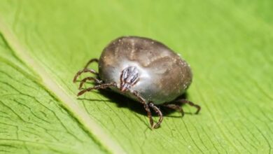 Docs call for more surveillance as Pakistan sees deadly tick-borne virus outbreak