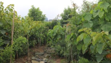 World’s largest Miyawaki forest in Hyderabad to be expanded