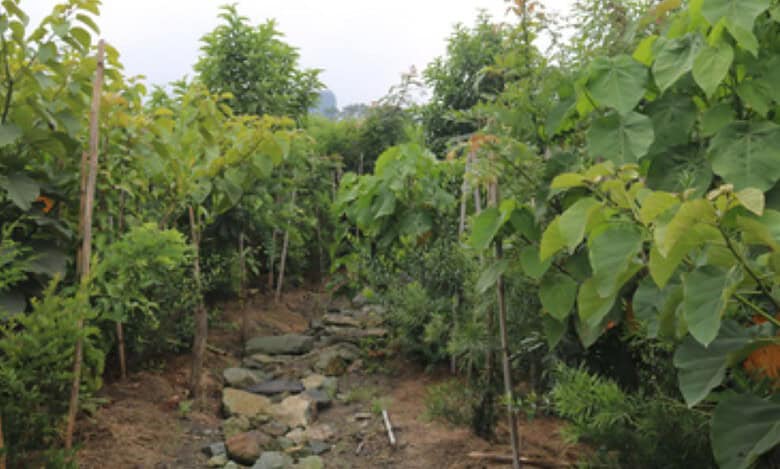 World’s largest Miyawaki forest in Hyderabad to be expanded