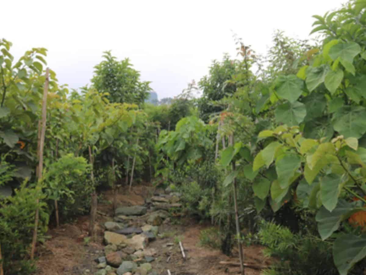 World’s largest Miyawaki forest in Hyderabad to be expanded
