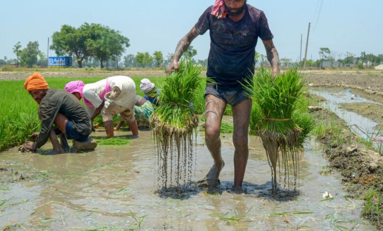 farmer ploughs a field to plant paddy saplings
