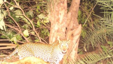 The villagers of Kuchalapur in Talamadugu mandal of Adilabad district have been terrified due to a leopard on the prowl in their village.