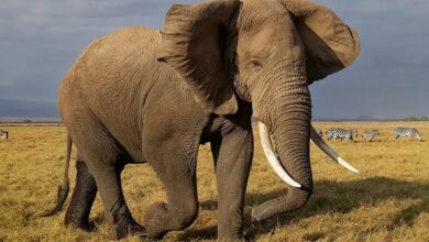 Andhra Pradesh govt requests elephants from Karnataka